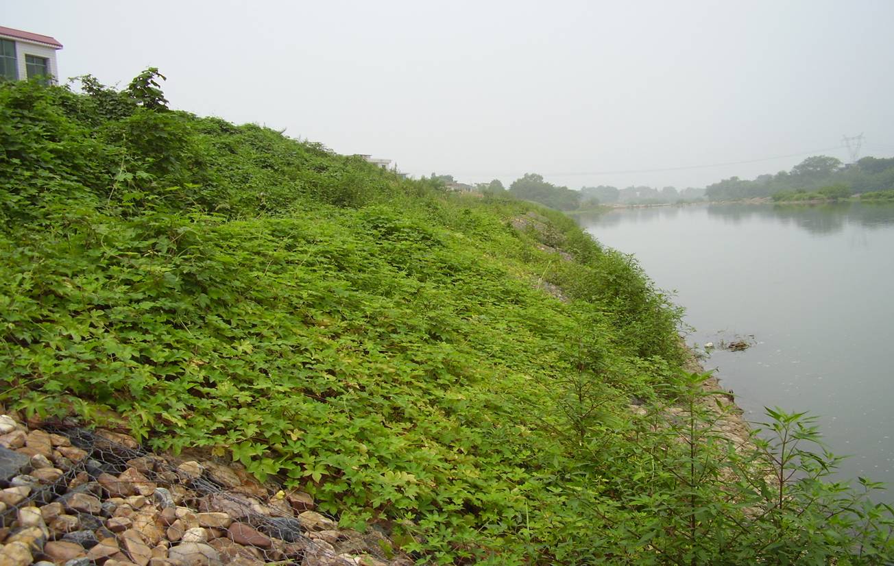 格賓網箱的結構特點的適用領域