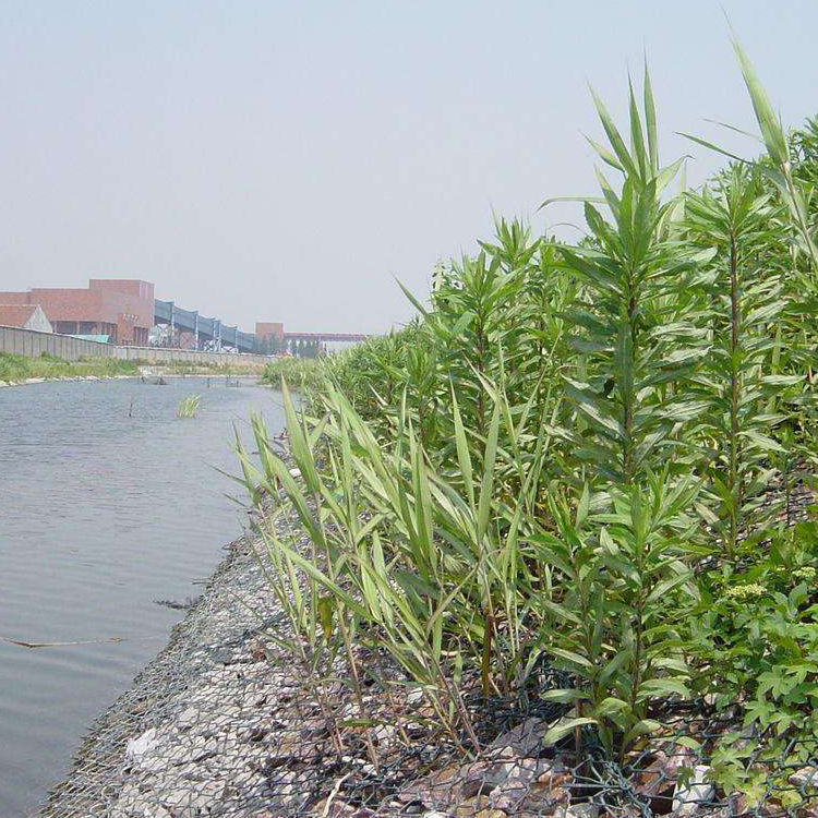 鉛絲石籠網(wǎng)的河道生態(tài)防護技術